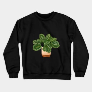 Calathea Medallion- Prayer Plant, Potted Plant Illustration Crewneck Sweatshirt